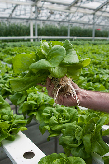 Hydroponic butterhead/Boston lettuce can be quickly grown and brought to local markets across the cooler months of the year