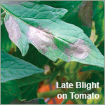 Rotate Controls for Early & Late Blight