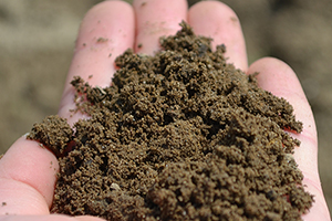 Well-drained soil with an ideal crumb for sweet potato growing