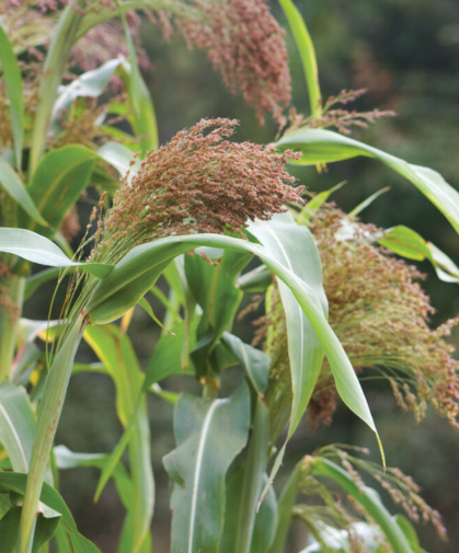 Boom corn makes an attractive fall harvest display.