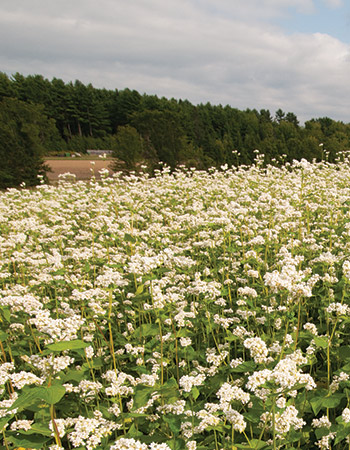 Buckwheat is a great set-up crop for prepping soil prior to planting fall-harvest carrots, notes Eero Ruuttila, Johnny's Farm Manager.