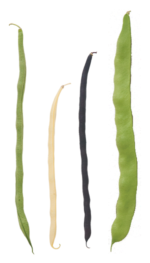 Pole beans in a range of colors, flavors & shapes