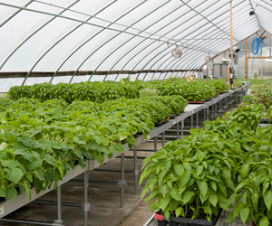 Seedlings in the greenhouse