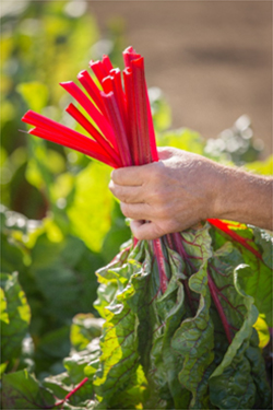 The leaves stay vibrant green and the stems are consistently a rich red color, according to Dr. Navazio.