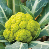 Vitaverde Cauliflower