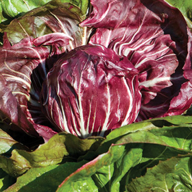 How to Grow Radicchio