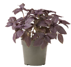 Container-grown Red Rubin Basil Plant