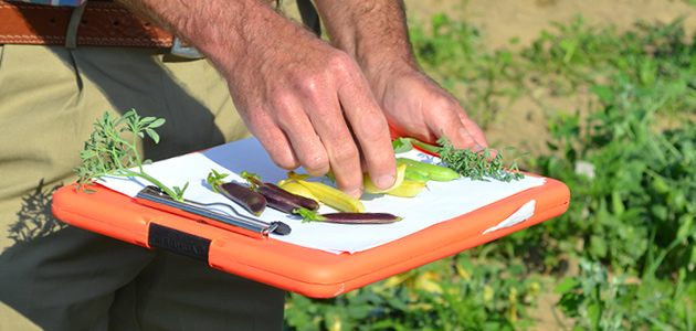 How to Conduct Variety Trials on Your Farm