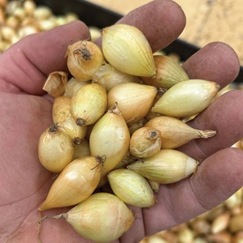 Shakespeare &ndash; Fall-Planted Onion Sets