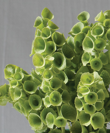 Bells of Ireland (Moluccella laevis) stalks.