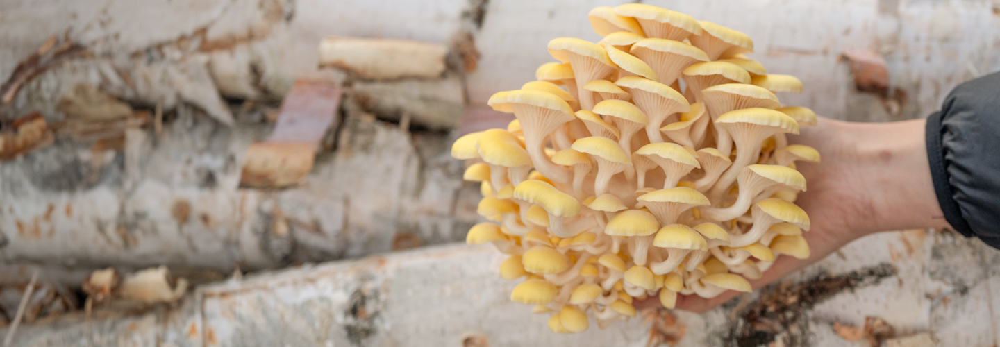 Golden Oyster Mushrooms growing on Birch logs