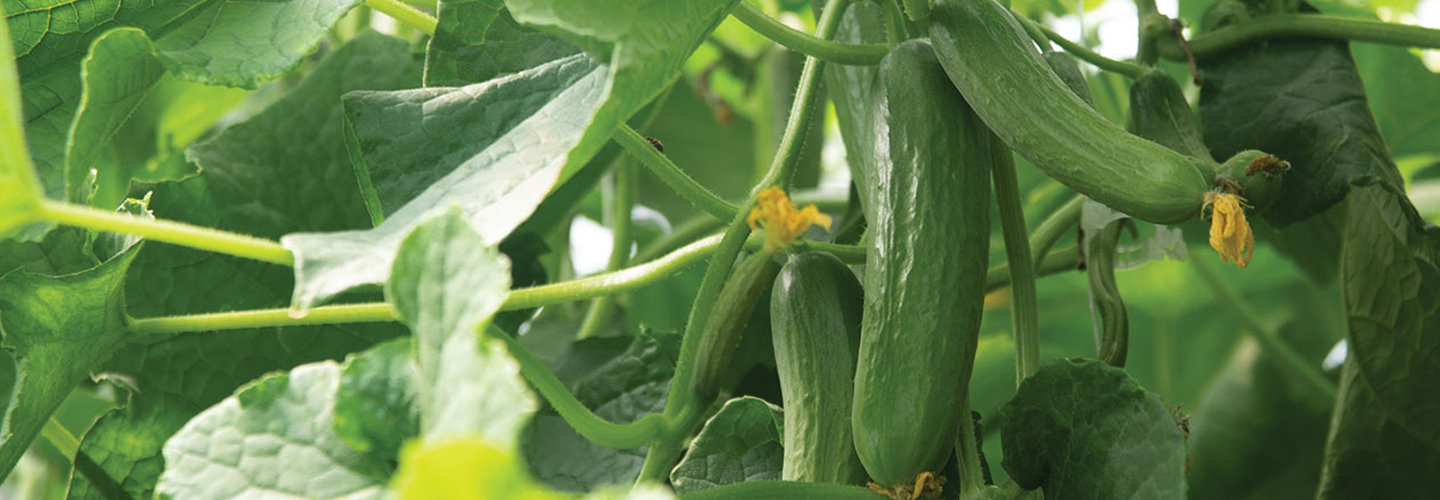 greenhouse cucumbers