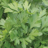 Giant of Italy Organic Parsley Seed