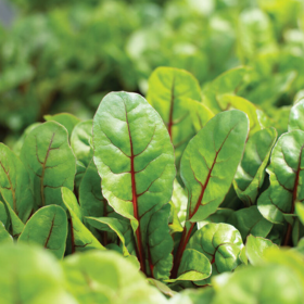 How to Grow Baby Leaf Swiss Chard