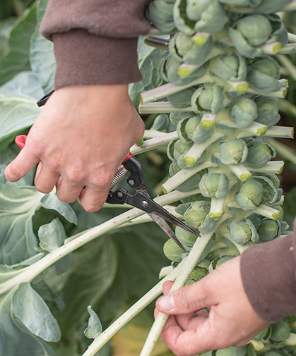 Lauren Giroux, Director of Product Selection and Trialing, prepares a stalk of Brussels sprouts for harvest.