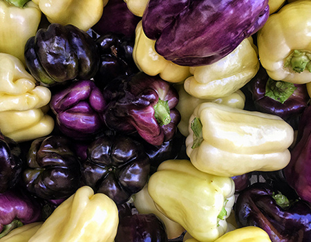 Lelo & Snowball Greenhouse Pepper Harvest