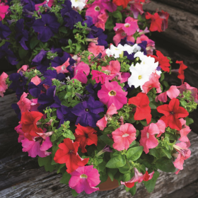 How to Grow Petunia
