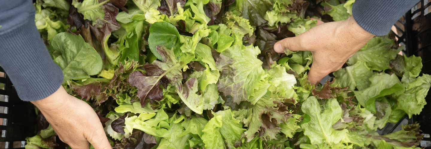 hands mixing lettuce leaves