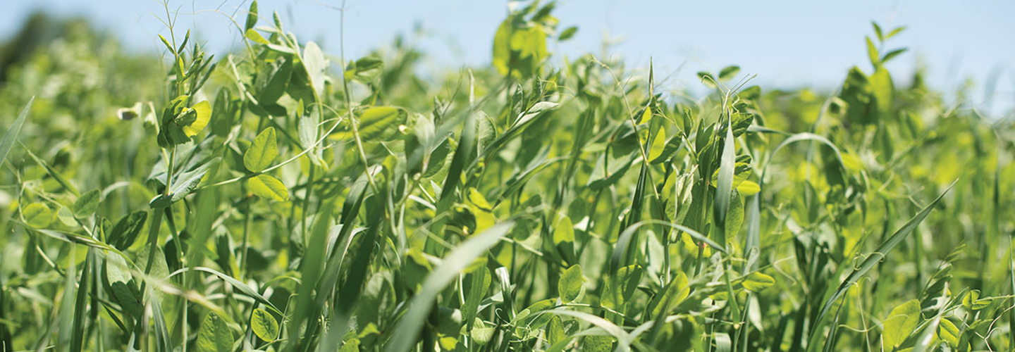 Cover crops in field