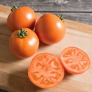 Determinate tomato BHN 871