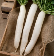 Summer Cross No. 3 Daikon Radish