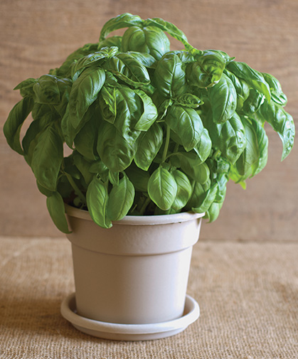 Basil disk of an improved, compact Genovese type at maturity.