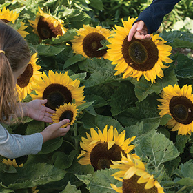How to Grow Dwarf Sunflowers