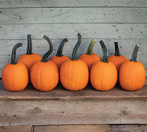 Pipsqueak specialty pumpkin