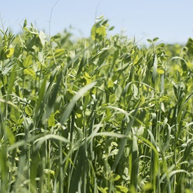 Peas and Oats Mix Organic Cover Crop Seed