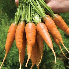 How to Grow Carrots