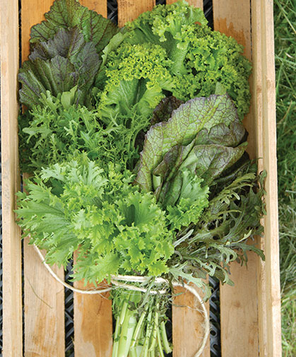 This bunch of mustard greens includes a selection of green and red, traditional and Asian varieties.