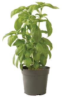 Container-grown Aroma 2 Basil Plant