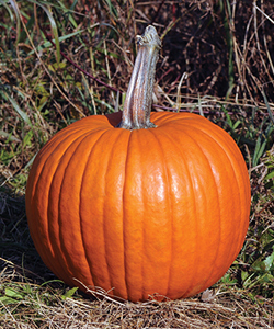 Racer Plus PMR Pumpkin Racer Plus PMR Pumpkin