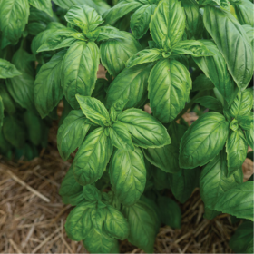 Basil Downy Mildew and Prospera® DMR Basil