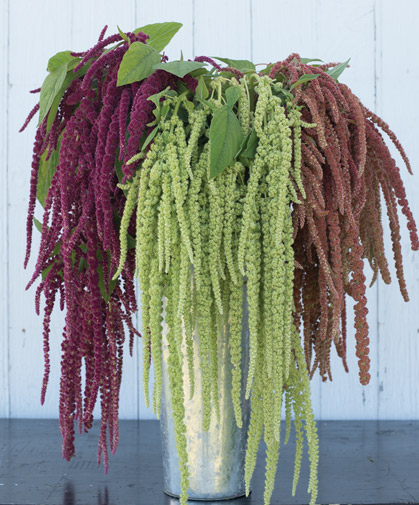 Three types of amaranthus, with trailing spikes of blooms.