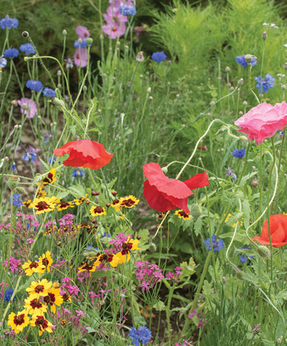 This planting of Northern Lights Mix in bloom rewards the grower with a profusion of color, shape, and form.