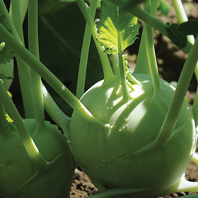 How to Grow Kohlrabi