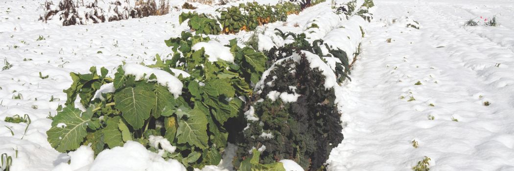 Winter Growing Intro • Brassicas in the Snow