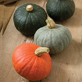 How to Grow Kabocha Winter Squash