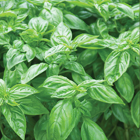 Basil plants of a fusarium-resistant, Genovese type; leaves are cup-shaped and slightly serrate.
