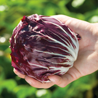 Radicchio Planting Program