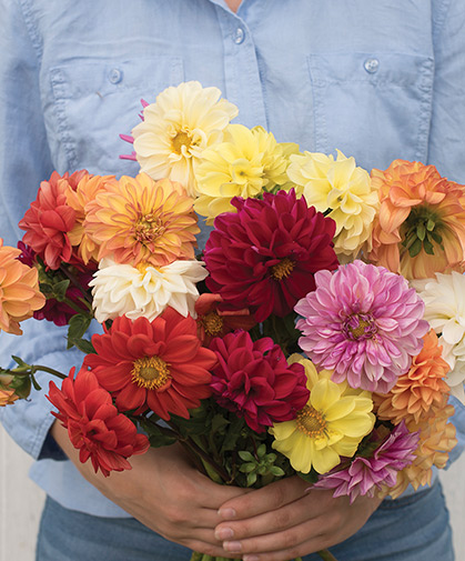 A bouquet of 'Giant Hybrid Mix' dahlia blooms, a group suitable for cutting or borders.