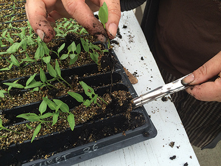 A widger can assist you in bumping up your tiny seedlings...