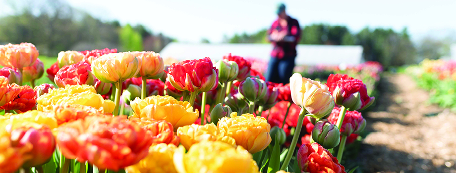 tulips growing in the field