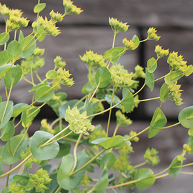 How to Grow Bupleurum