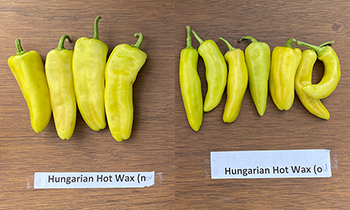 Our new strain alongside the old strains of Hungarian Hot Wax Our new strain alongside the old strains of Hungarian Hot Wax