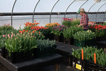 forced tulip bulbs in crates in a high tunnel