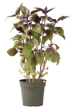 Container-grown Aromatto Basil Plant