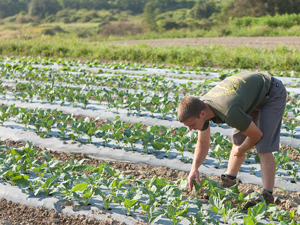 Morning field walk