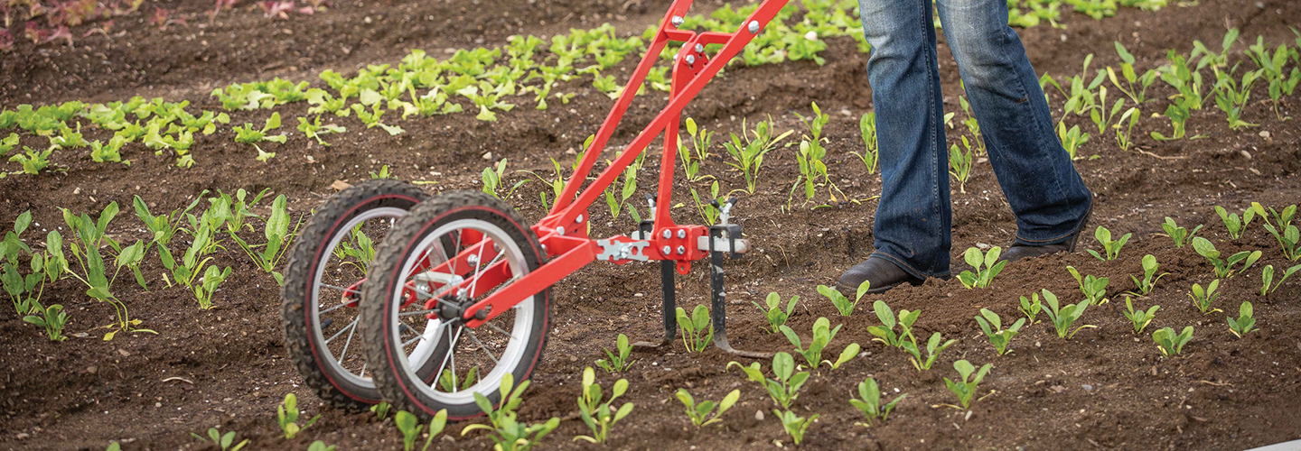 Wheel weeder in use